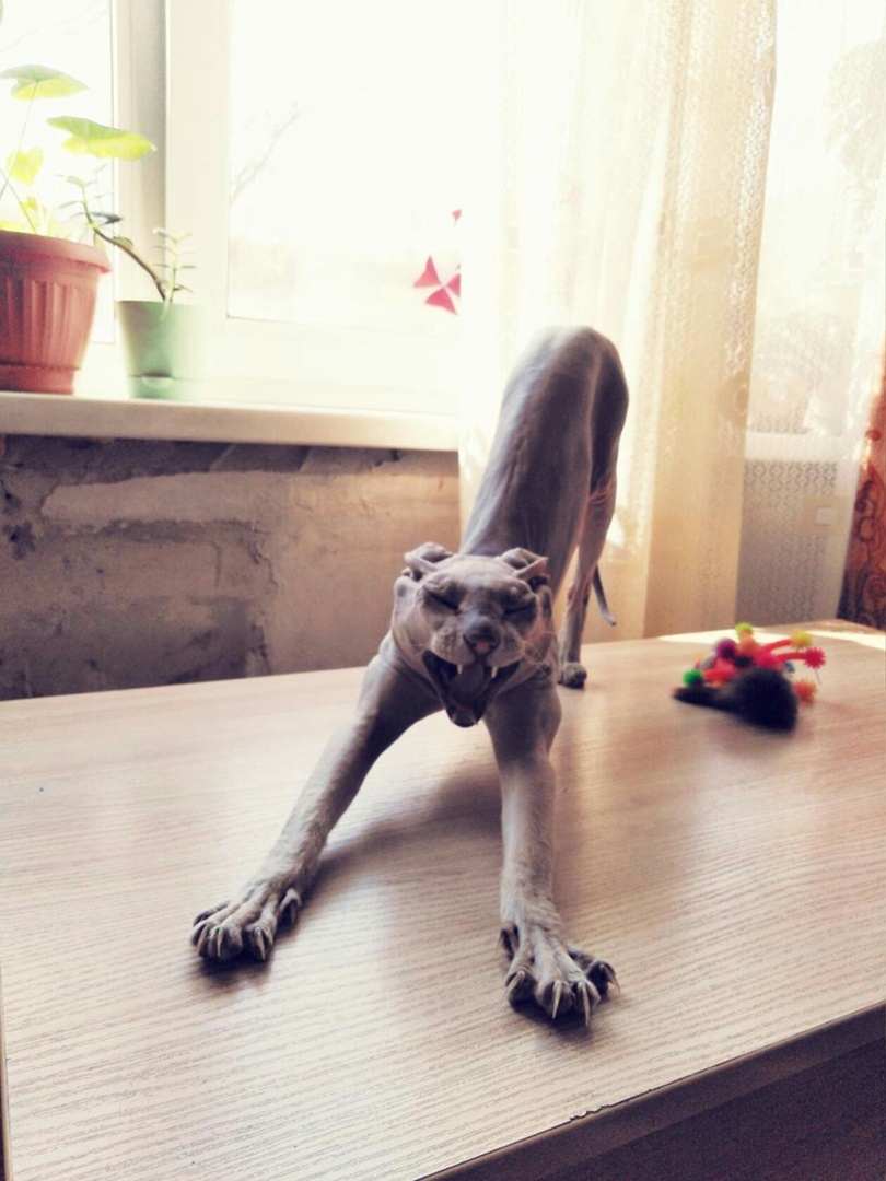 Кошки разные нужны, кошки разные важны...