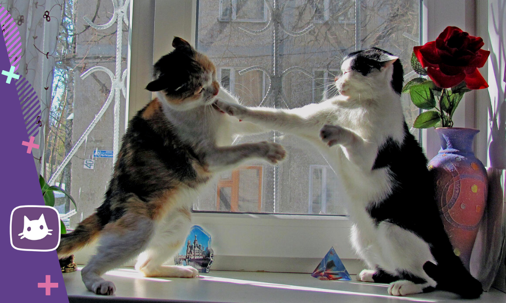 коты дерутся. кошки ругаются. коты ссорятся. коты дерутся. две кошки.