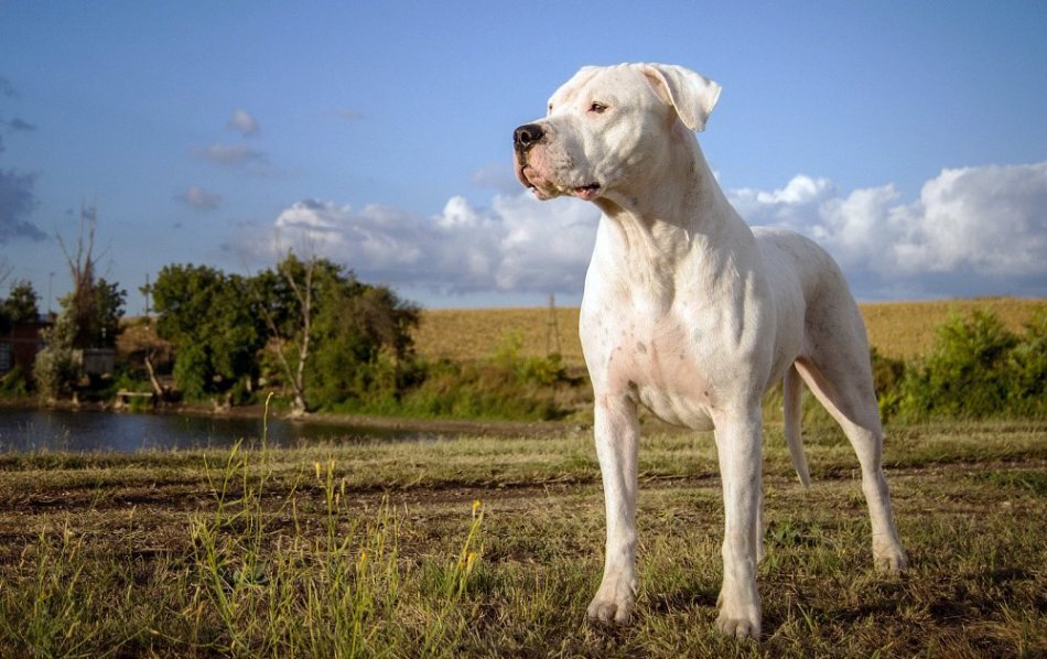 https://sobakevi4.ru/wp-content/uploads/2020/08/1526453492_dogo-argentino-charachter-2.jpg