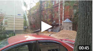 Смелая птичка