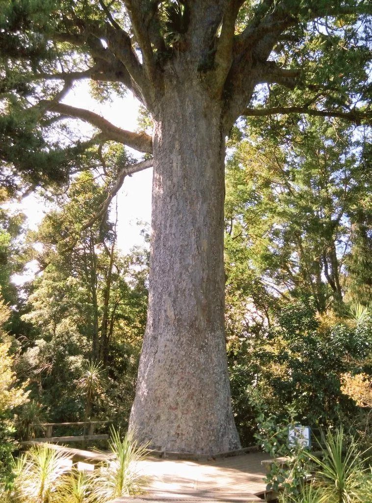 Дерево Каури