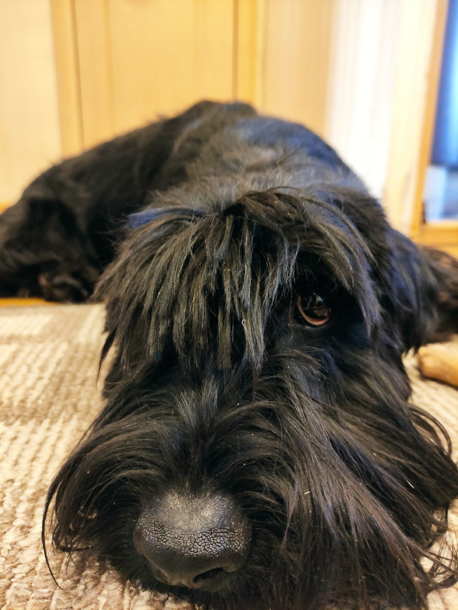 Вот такая примерно морда тогда была, ну еще чуть напуган был и трясся.