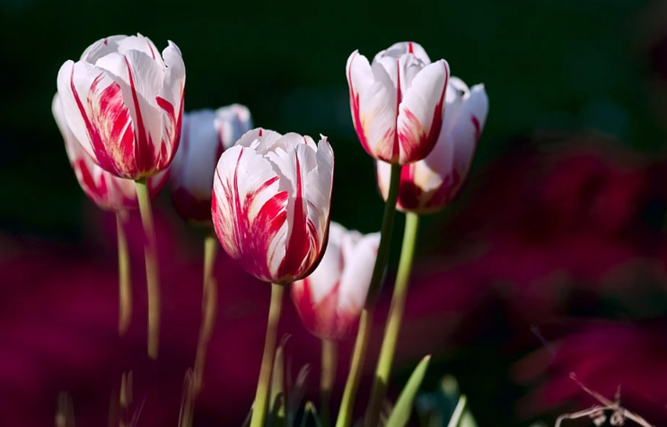 Что за невероятная разновидность!?