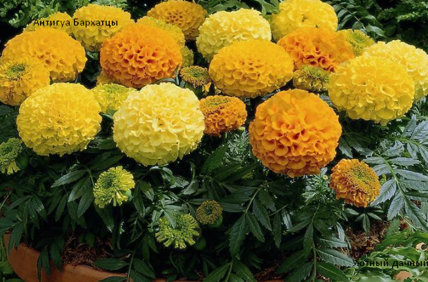 Бархатцы Антигуа 2020г.
