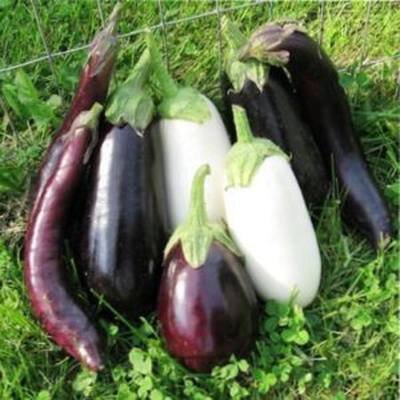 ранние сорта баклажан