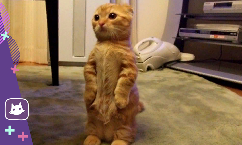 Шотландская вислоухая кошка стоит. Манчкин кошка вислоухая. Скоттиш фолд Манчкин. Манчкин Шотландская вислоухая. Манчкин рыжий вислоухий