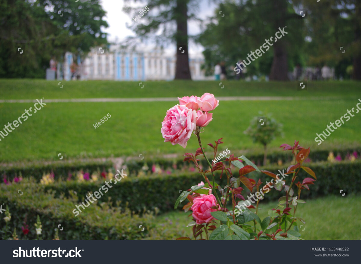 фото автора. Екатерининский парк. г. Пушкин, 2020г.