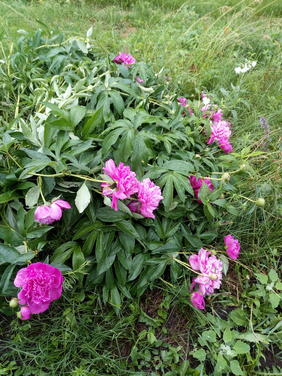 Наш розовый пион