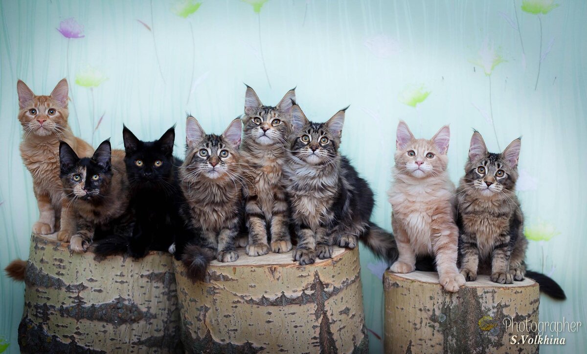 Вот такую компанию мей-кунов я фотографировала. можно подумать, что сидят спокойно и позируют. На самом деле фотосъемка происходила в стрессовой ситуации, я кричала привлекая внимание, а Света закидывала кого то из сбежавших и отбегала. 