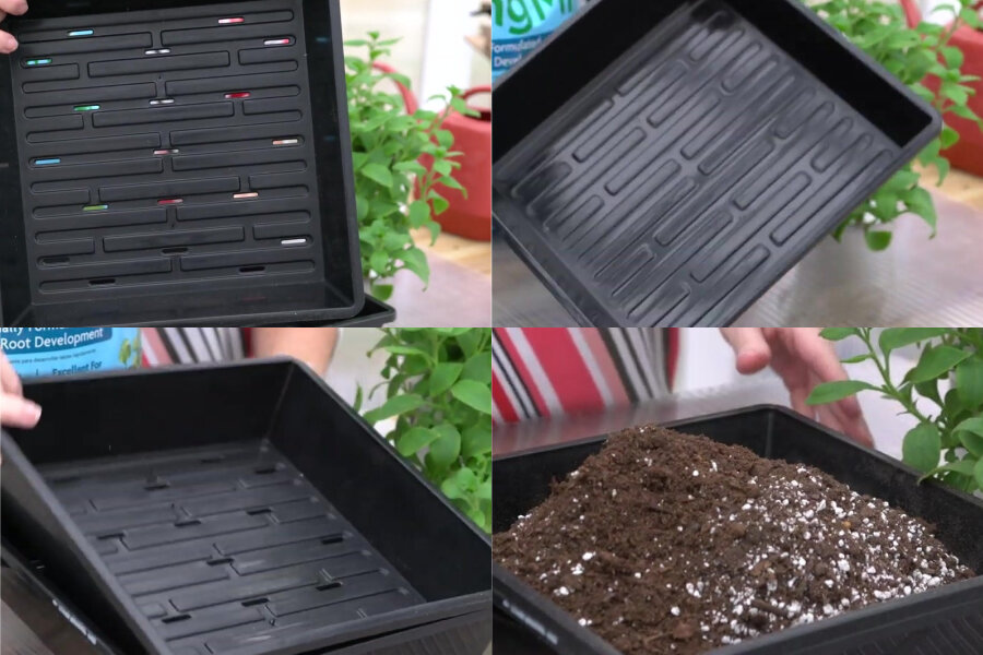 Выращивание калибрахоа из черенков пошагово