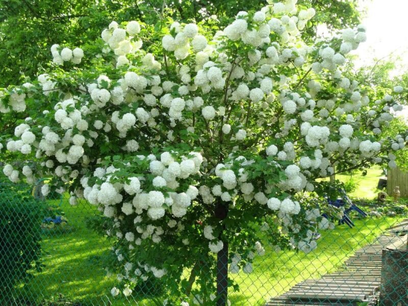 Калина Бульденеж. (Фото используется с сайта fotokto.ru)