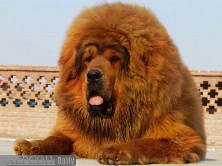 Собака – лучший друг человека! Взять себе комочек счастья можно из приюта, но на этот шаг могут решиться только очень смелые люди. Большинство захотят завести себе в качестве питомца породистого щенка c хорошей родословной, да не простого – а самого редкого и невероятно дорогого! Зачем? Это уже другой вопрос, однако именно сегодня вы узнаете о 10-ке самых ценных пород собак в мире! Ну, что? Вы гот