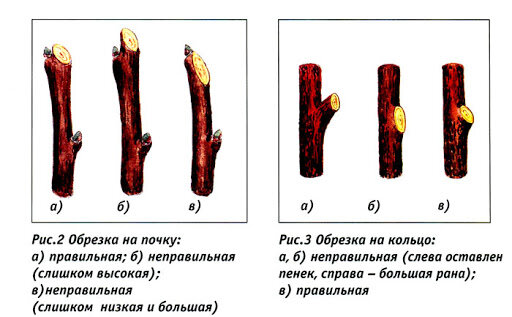 Правильная и неправильная обрезка на почку, и на кольцо