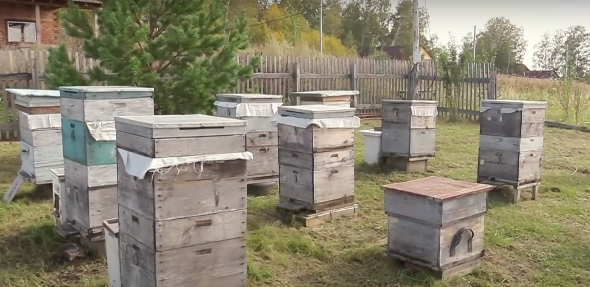 пасека на приусадебном участке