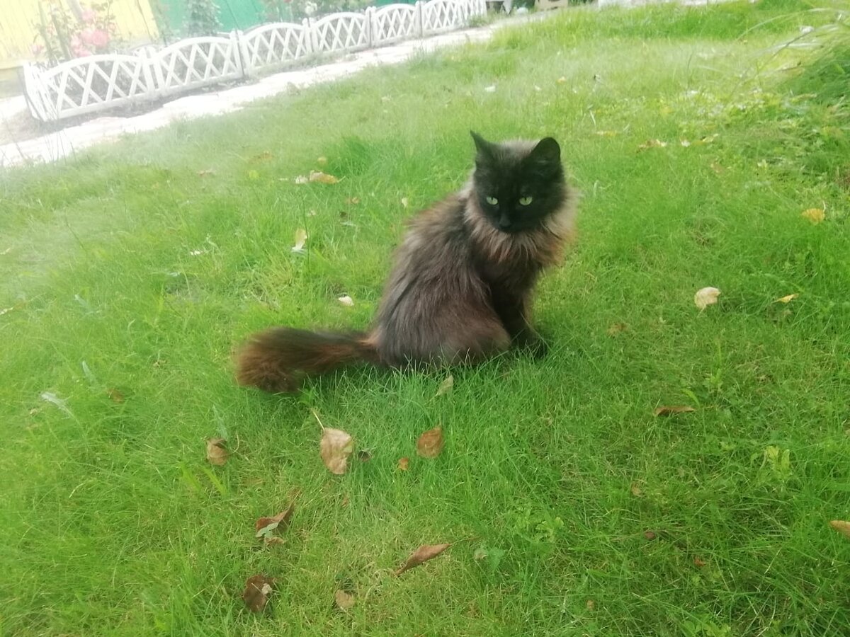 С возвращением, Элли. 🐈 Комментарий Анны, однажды искавшей для этой  кошечки дом | КОТО🐈БЛОГ | Дзен