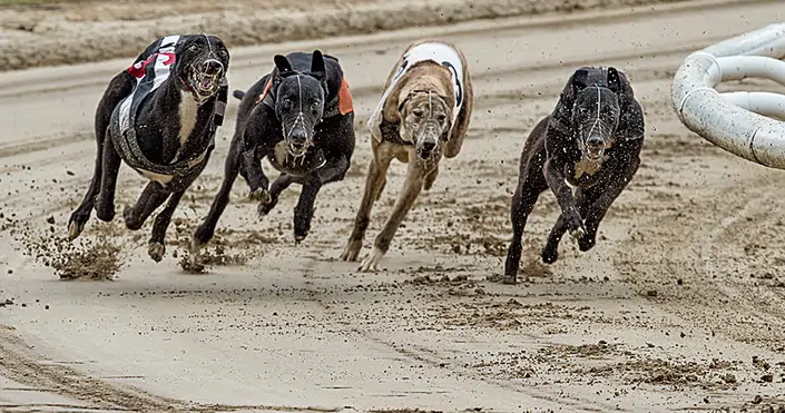 Ставьте только на «свой» вид спорта 
