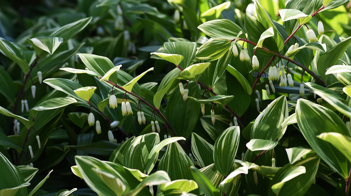 Купена серповидная ‘variegata’