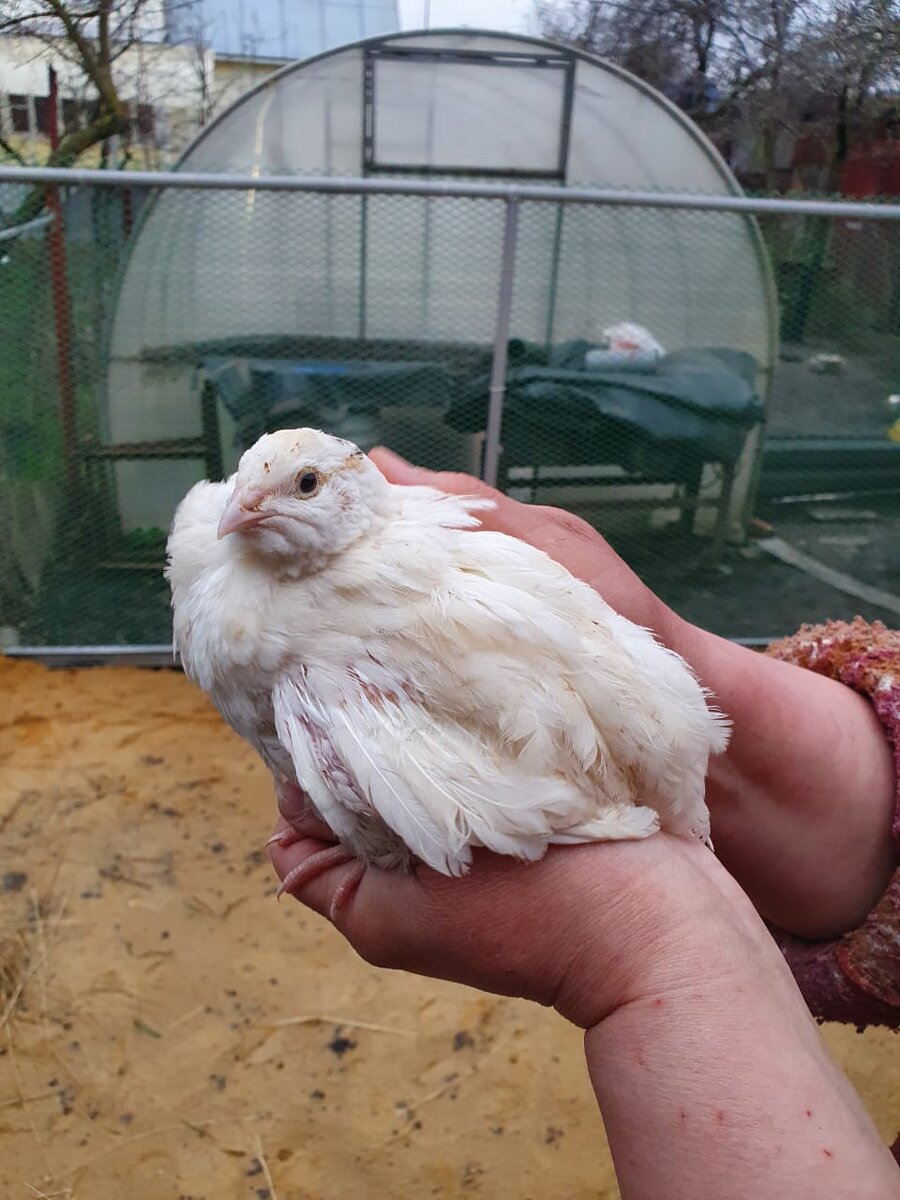 Он очень хотел улететь.