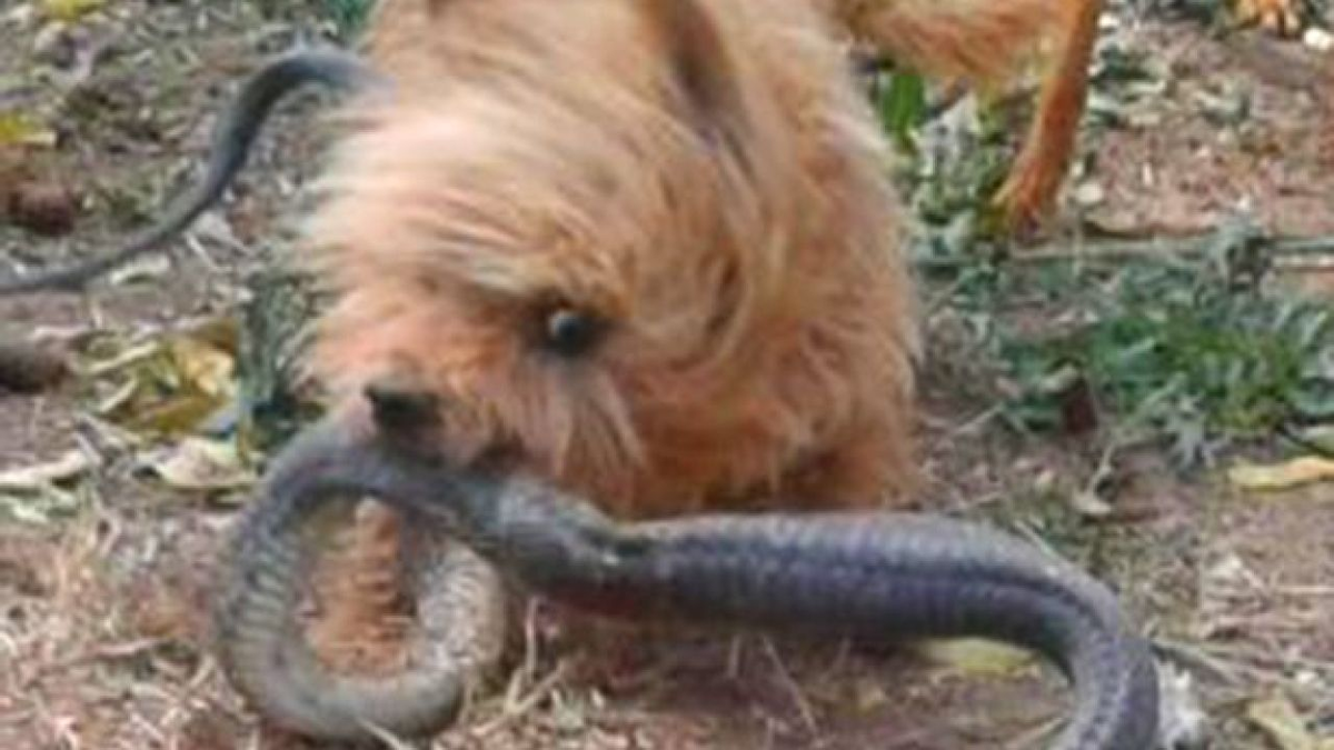 Собаки убивающие змей. Собаки убивающие змей. Собаки убивающие змей. Мангуст и змея. Собаки убивающие змей.