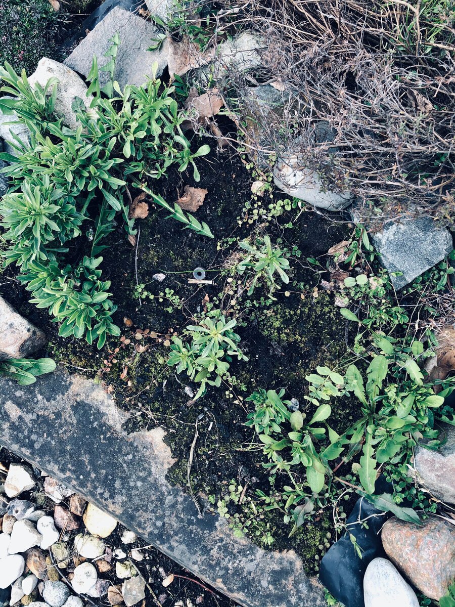 Астра альпийская тоже достаточно бодро выглядит.