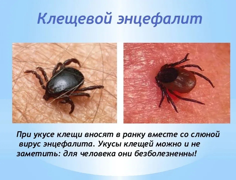 Источник: Яндекс. Картинки