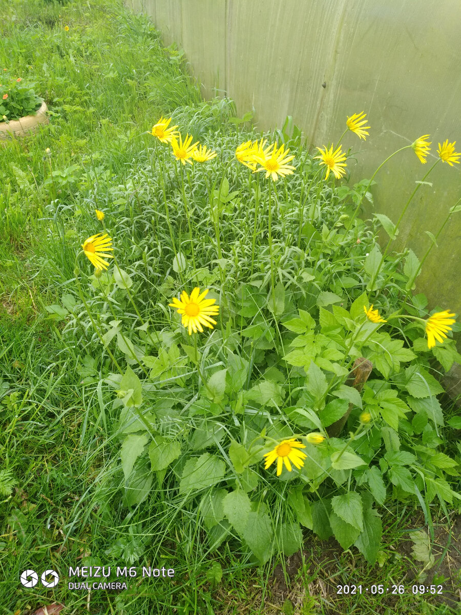 Ромашки все же расцвели,дождя не испугались,ицелый вечер из окна мы ими любовались ...