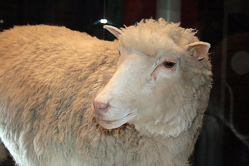Овечка Долли. Источник: https://commons.wikimedia.org/wiki/File:Dolly_face_closeup.jpg