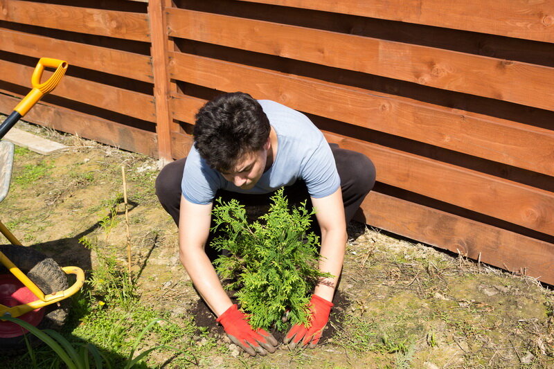 Туя. Иллюстрация для статьи используется по стандартной лицензии ©ofazende.com