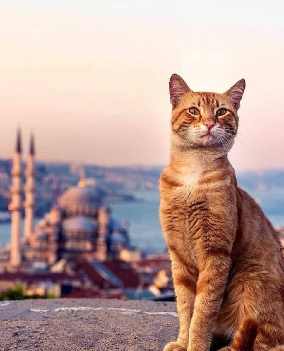 Если в турции кошки