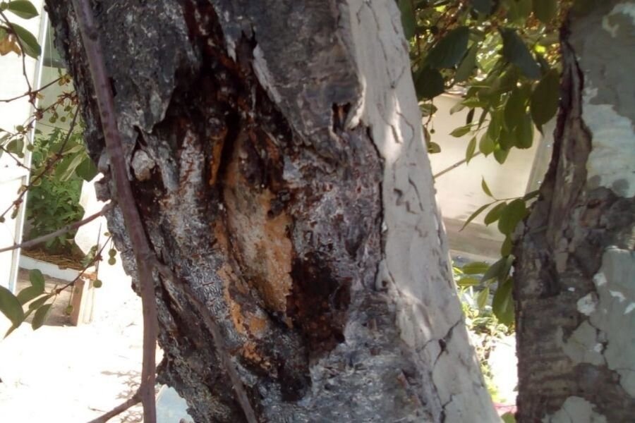 Камедетечение - причина многих болезней деревьев, как остановить