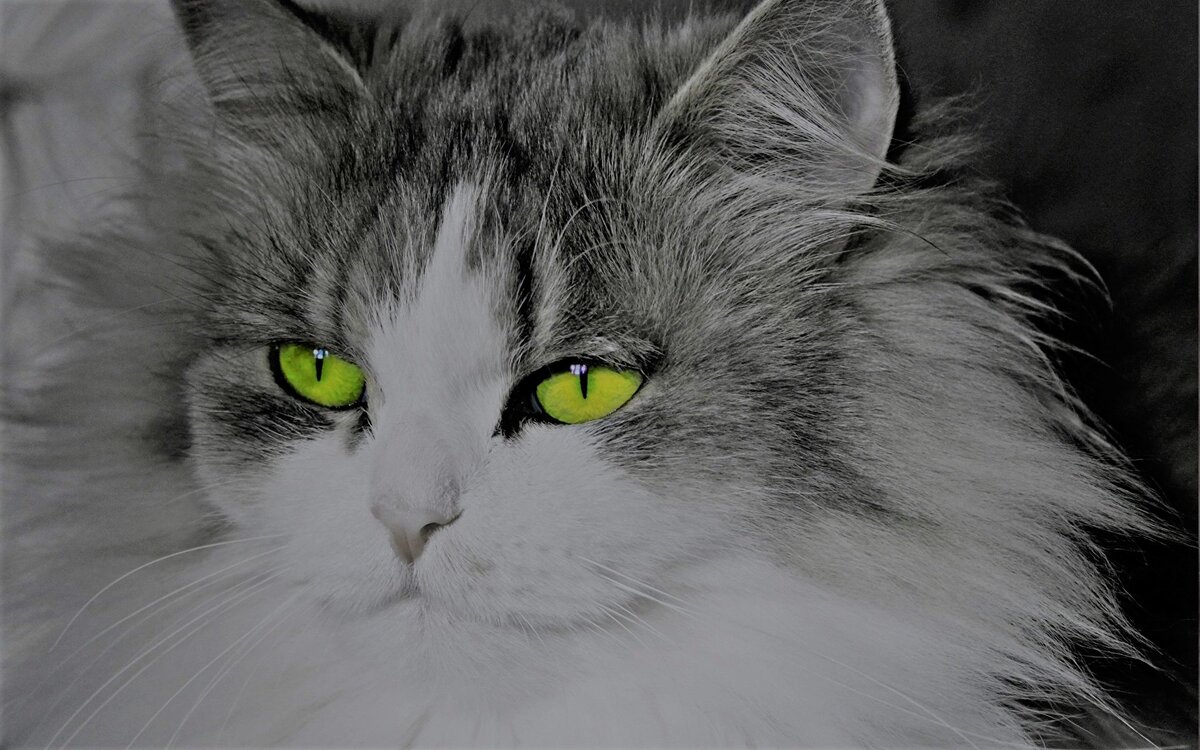 Яндекс. Картинки.