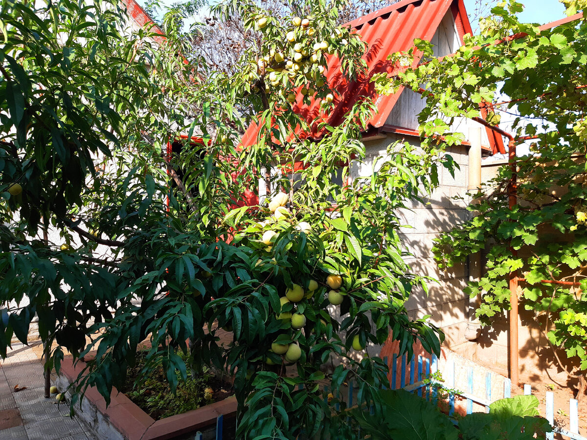 Наш поздний персик усеян плодами