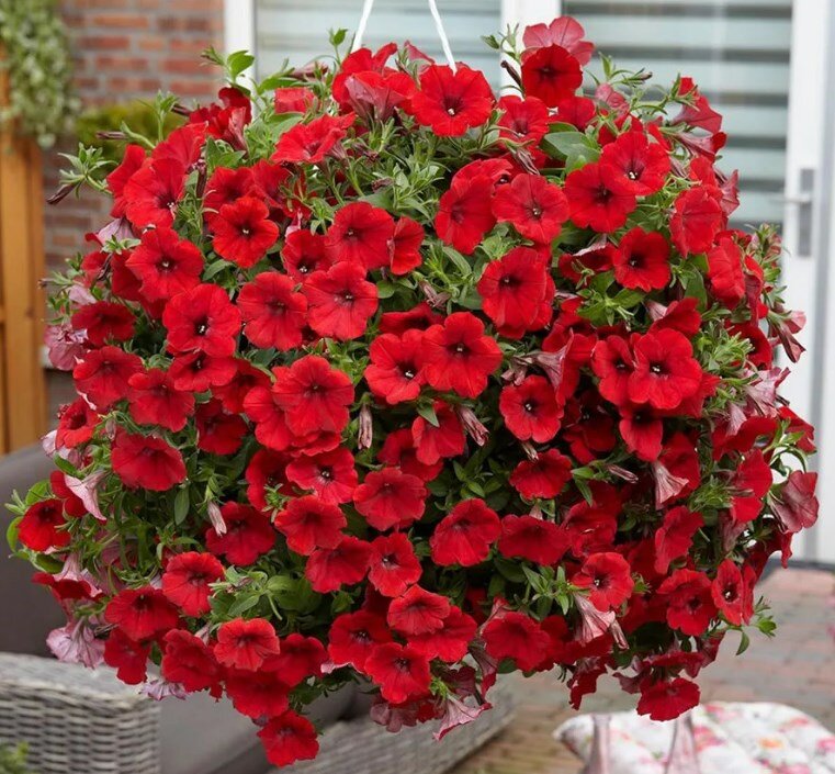 фто с интернета