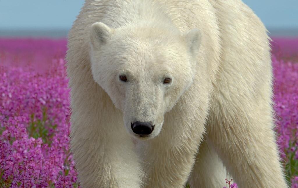 Белый медведь — красивое, благородное животное, он по праву считается живым символом Арктики. Сейчас в мире по оценкам специалистов насчитывается от 22 до 31 тыс. животных.-2