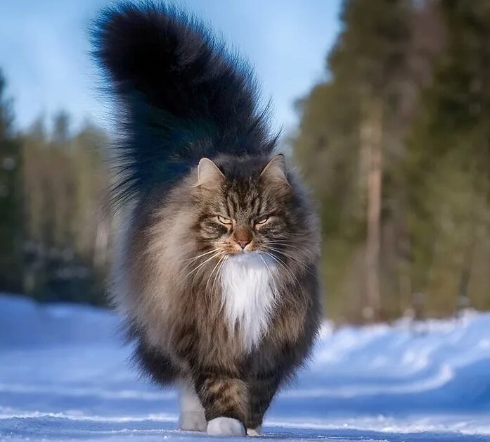 😻Норвежская лесная кошка: особенности характера, питание, уход | Нос ...