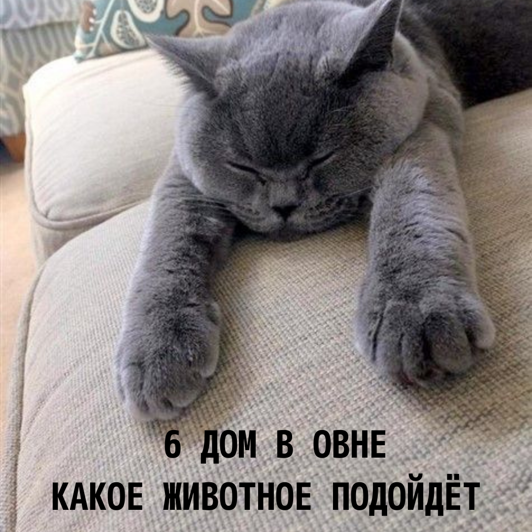 @astrolog_golubalena