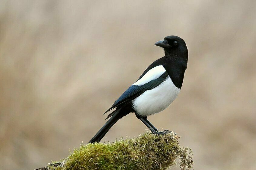 Добавьте описание