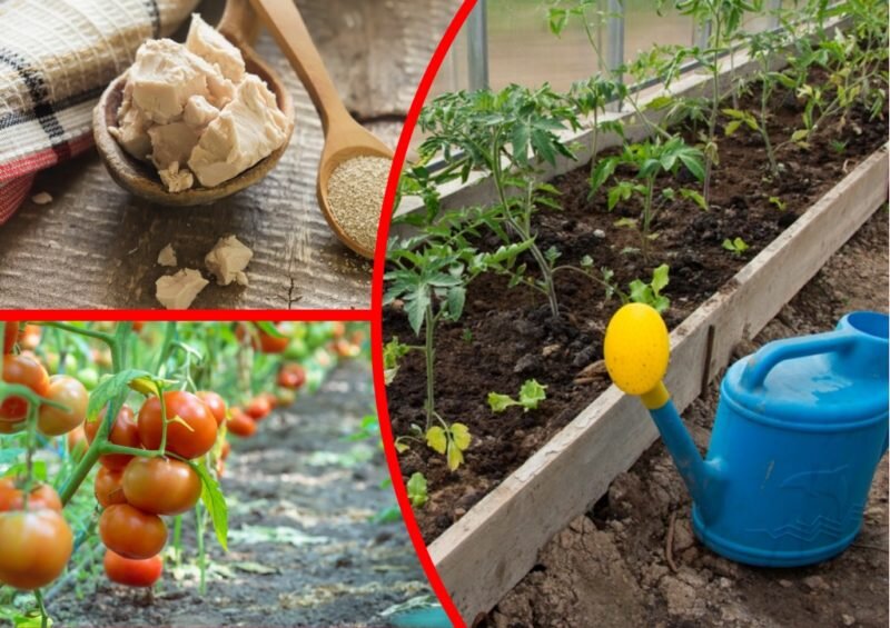 Дрожжевая подкормка томатов.