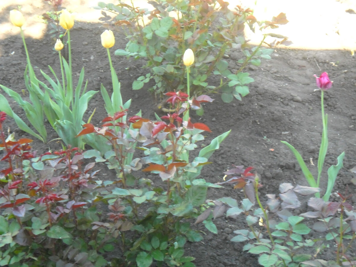 Желтые тюльпаны, поздние