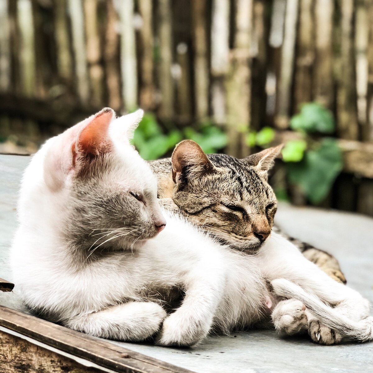 Фото с сайта pexels.com/ru-ru/