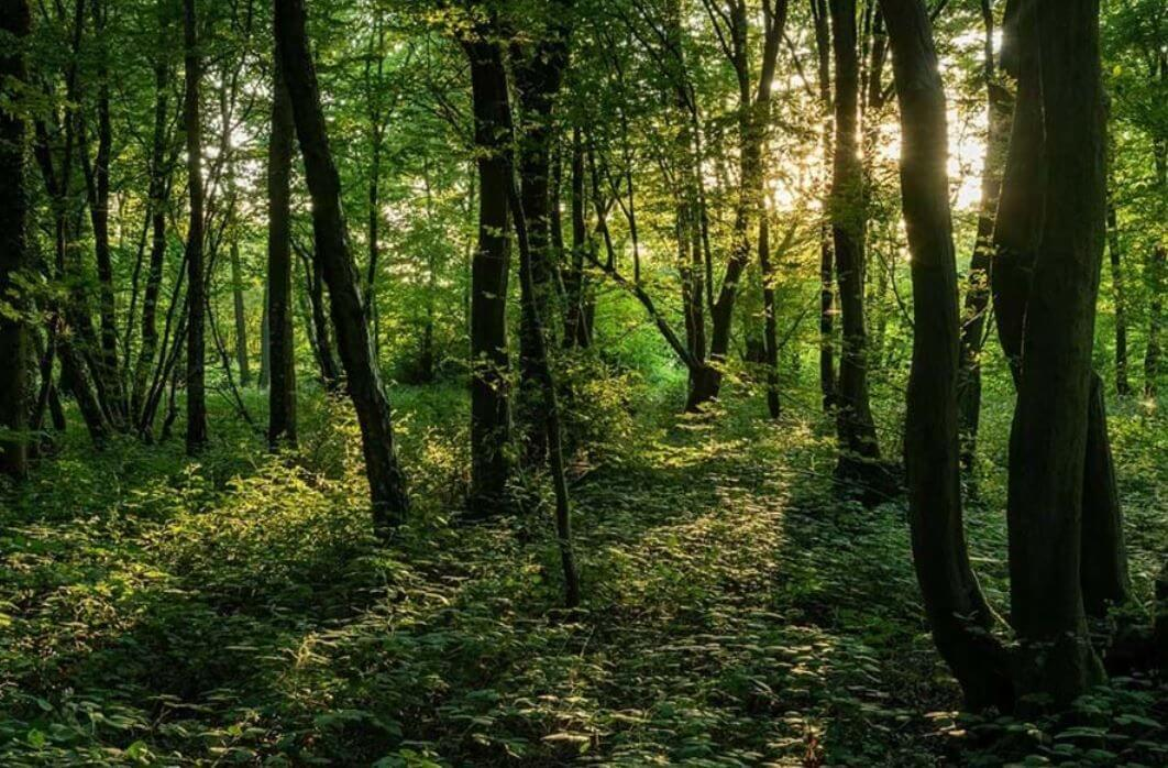 Лес Деринг называют «Вопящим лесом» и это явно не лучшее место для семейного похода. Туристы, решившиеся посетить Деринг ночью, сообщают, что слышат леденящие кровь крики, доносящиеся из глубин леса, а в туманные дни в нем слышатся шаги и шепот.