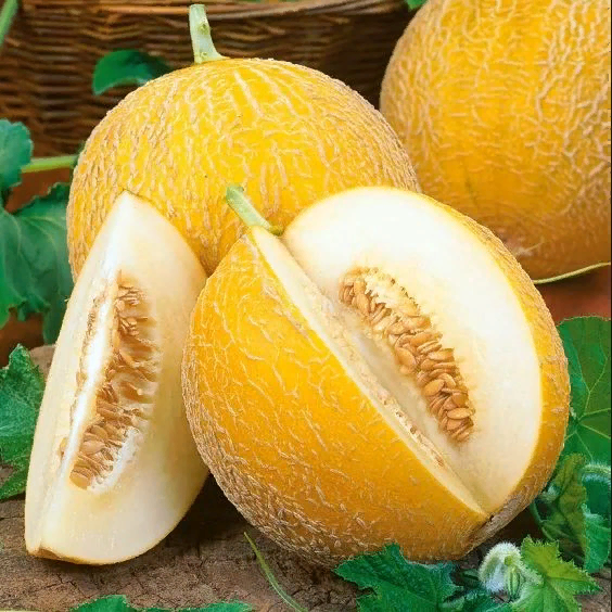 Дыня Злато скифов