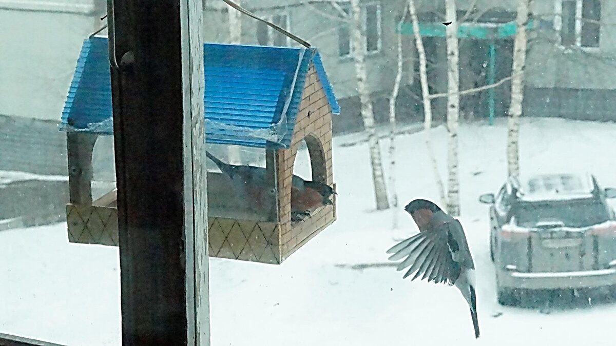 Кормушка за окном: выяснение отношений.
