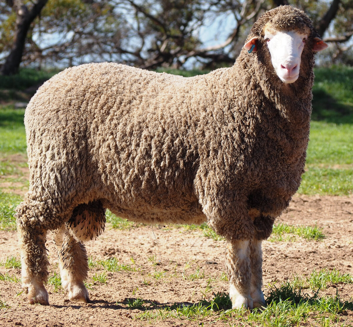 Sheep на русском языке. Порода Баранов меринос. Цигайская меринос порода овец. Рамбулье порода овец. Джалгинский меринос порода овец.