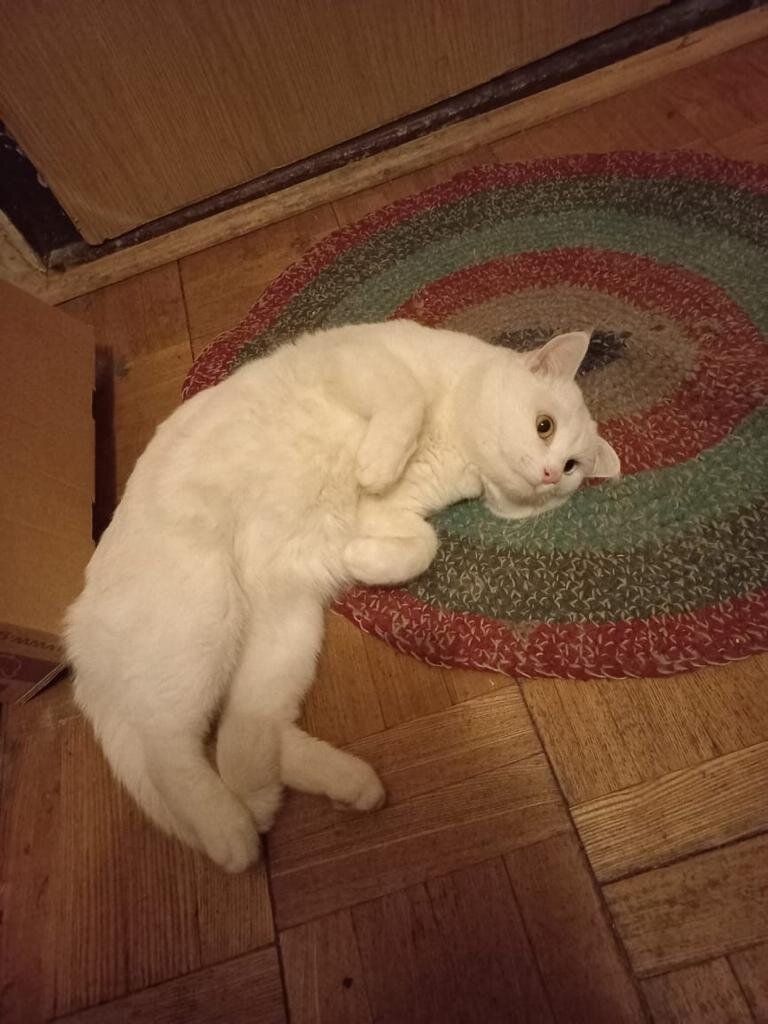 Вот такой котик срочно ищет дом. Ему грозит улица