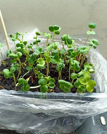 микрозелень редиски