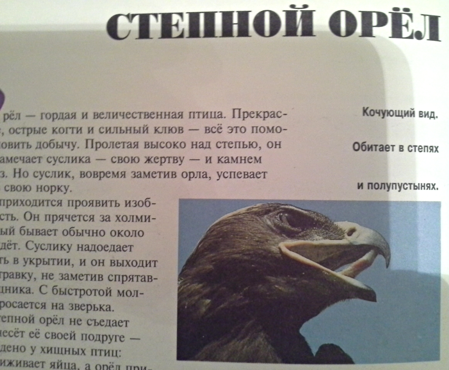 Приблизительно в это время мне попалась на глаза картинка с птицей, на которую Соня тоже стала вдруг похожа