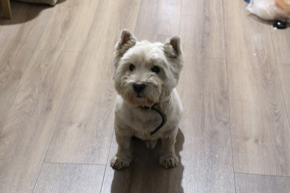 Тоша из калининградской квартиры