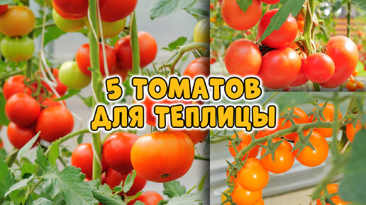 5 роскошных томатов для теплицы | Дачный Угодник Виталий Декабрёв | Дзен