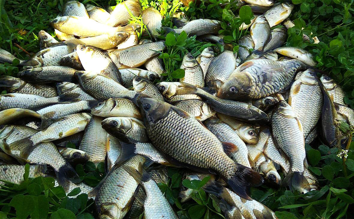 Удачный улов на газету